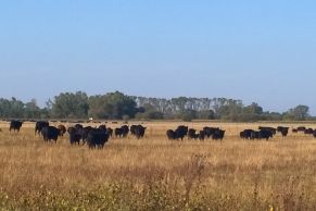 Partido de Bragado, Provincia de Buenos Aires. A 2 km de ruta